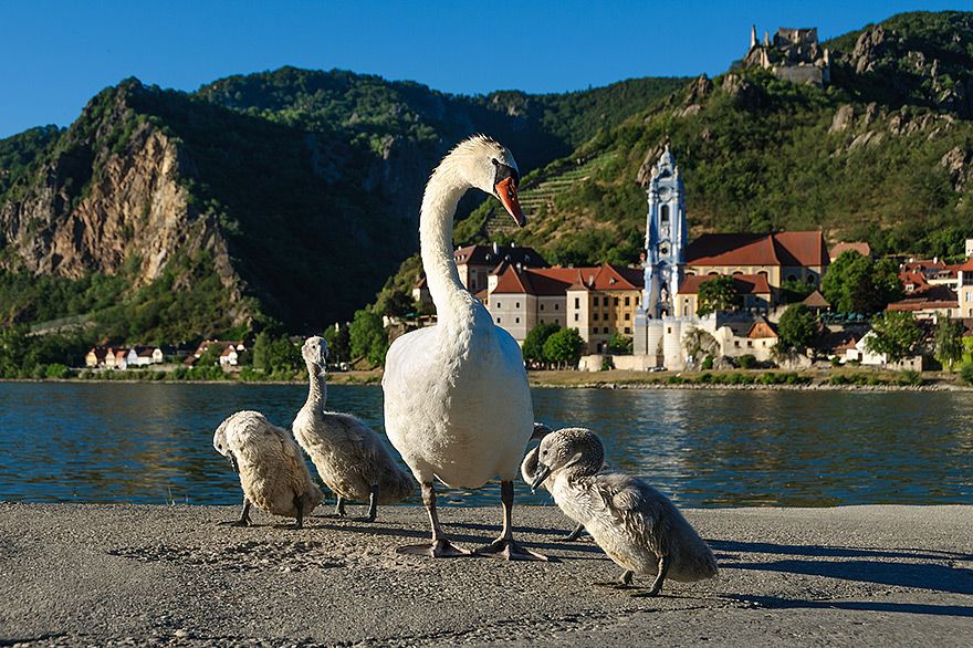 Fotografieren lernen auf einer Donau Flusskreuzfahrt durch die Wachau in Oesterreich