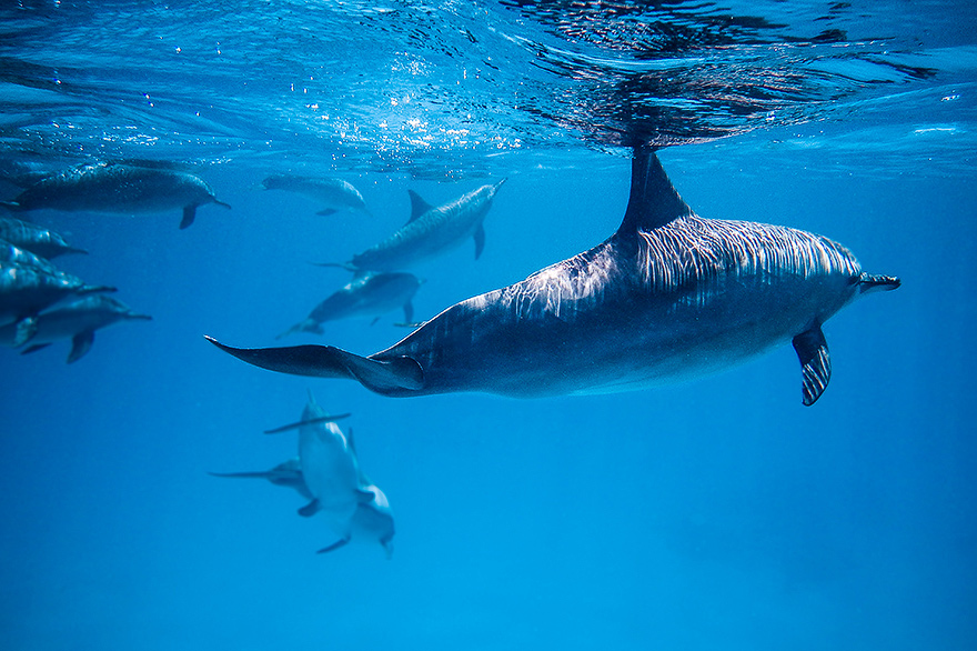 Delfine mit der Unterwasserkamera fotografieren