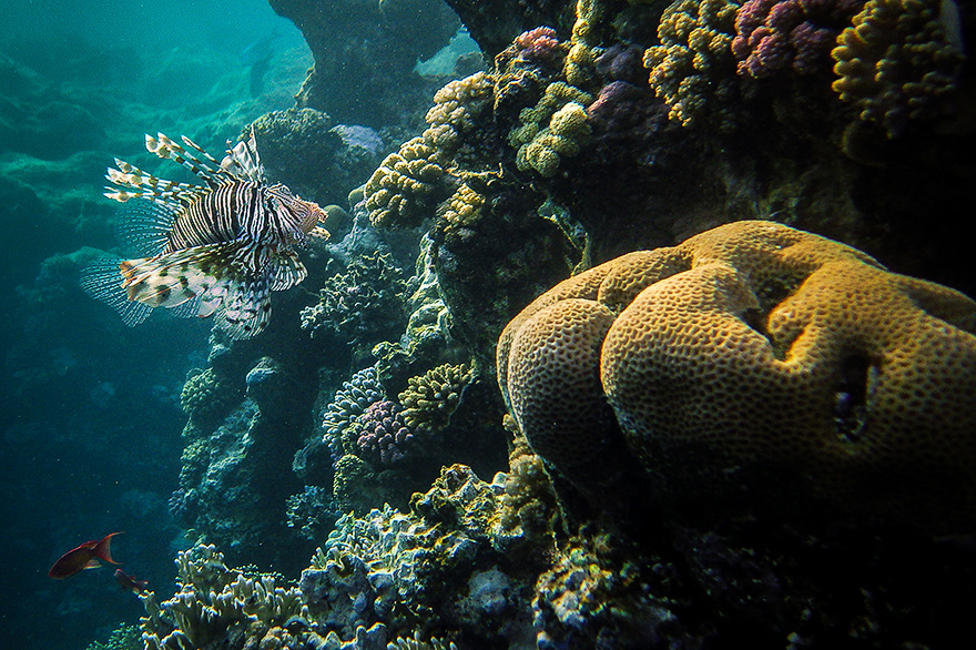 rotfeuerfisch im korallenriff