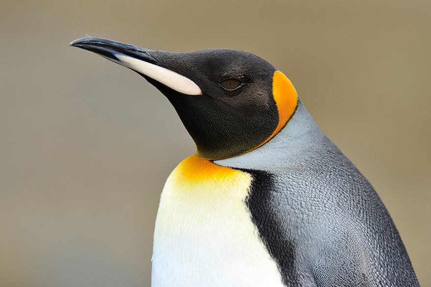 Fotografie Reise fuer Anfaenger zum S&uuml;dpol