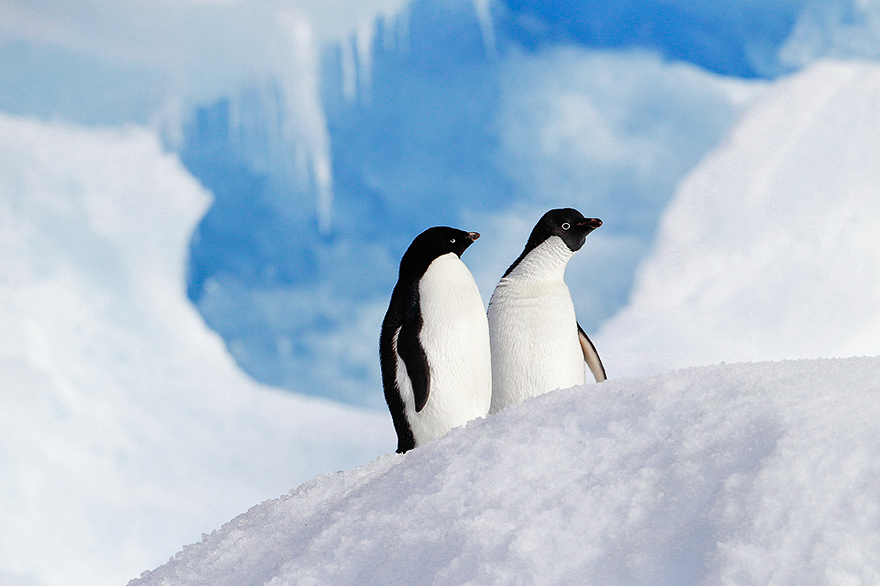 Workshop Tierfotografie - Pinguine auf Eisberg - Antarctica, Paulette Island 