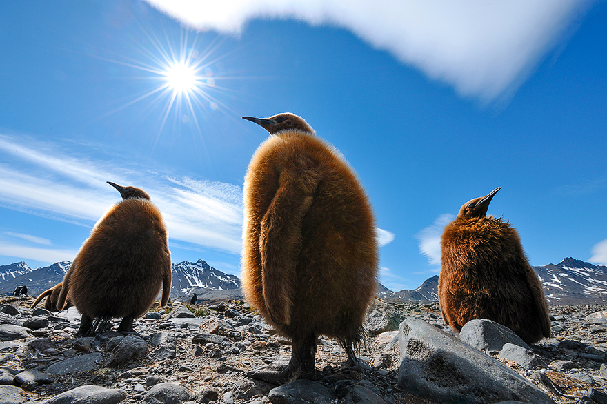 Tierfotografie Workshop - junge Koenigspinguine mit braunen Federn - Antarktis Fortuna Bay