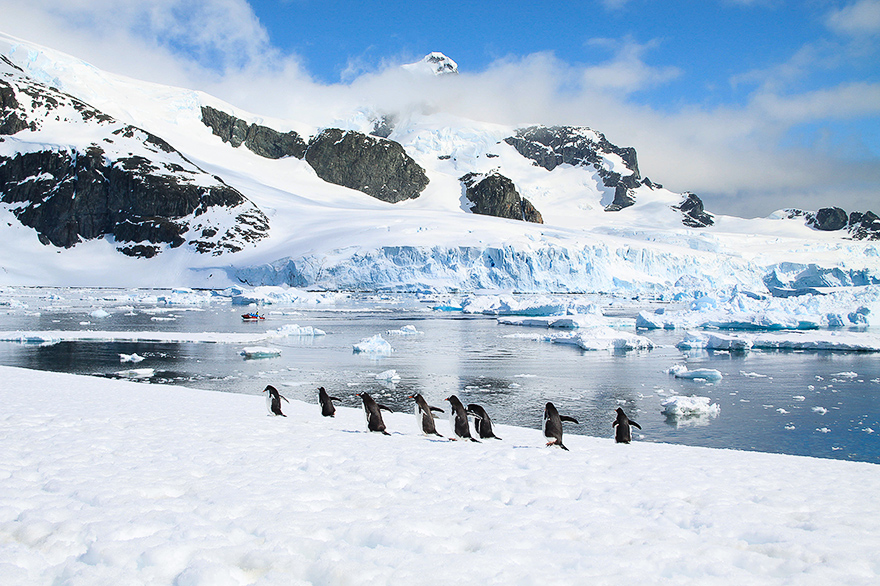 Laufende Pinguine auf einem Eisfeld in der Antarktis