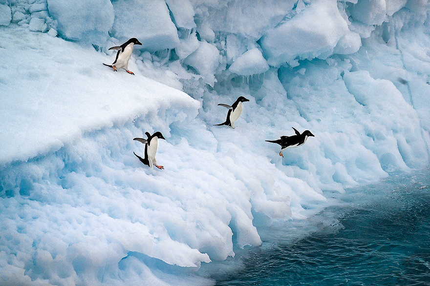 Antarktis Reise zu Pnguinen die in das Meer springen