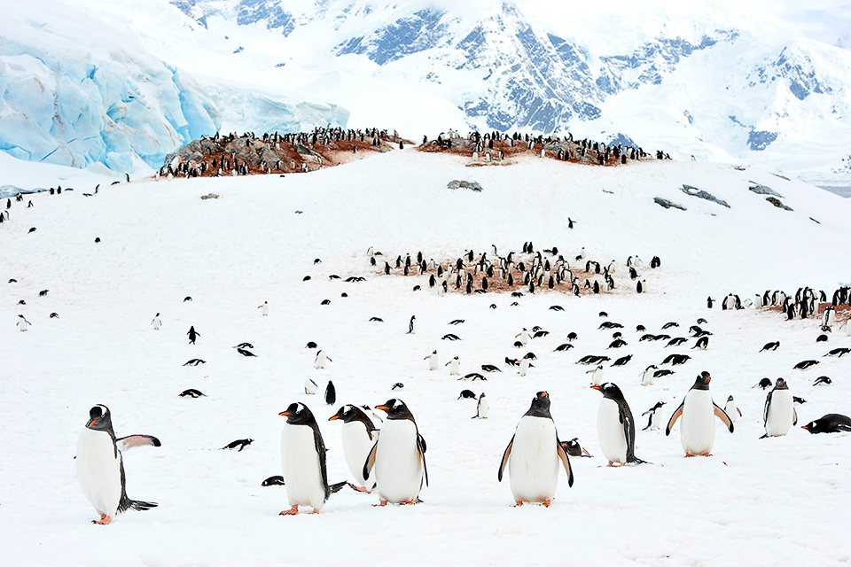 Pinguin Kolonie auf einem Eisfeld in der Antarktis