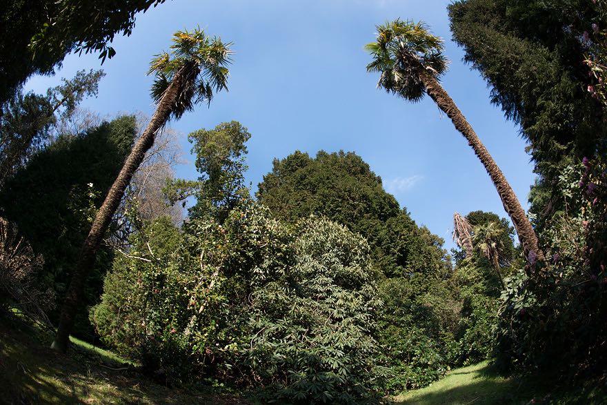 Palmen im Botanischen Schlossgarten von Martinvaast