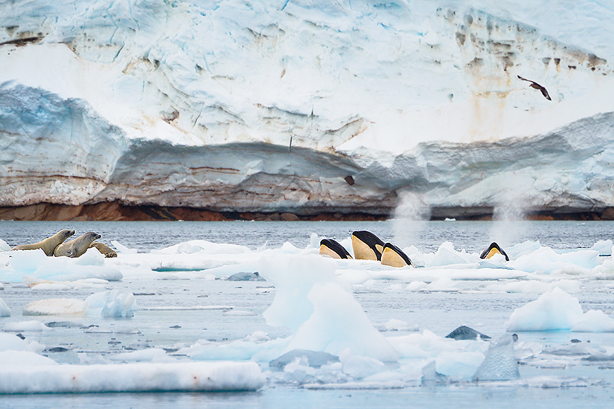 OLY31648-OLY31652-OLY31653