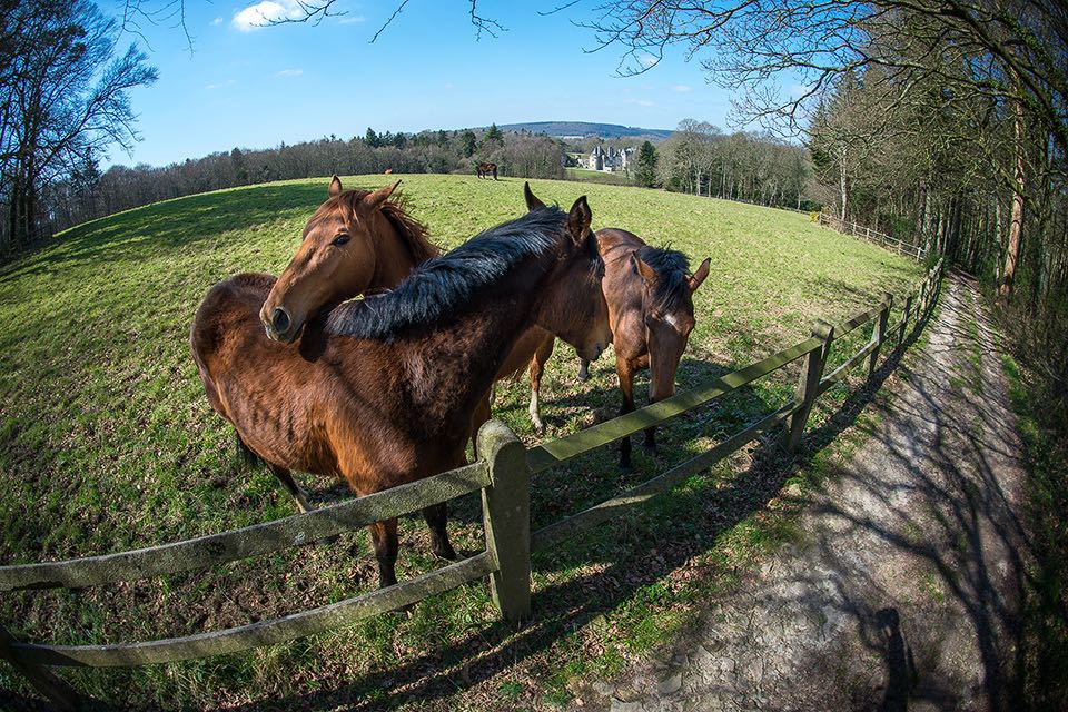 Pferdefotografie in der Normandie