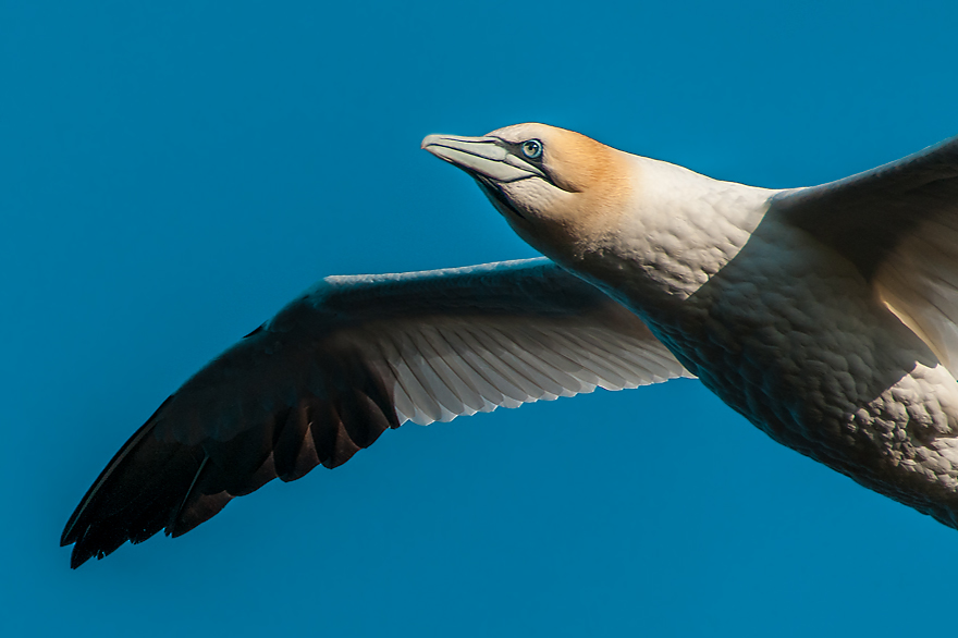 Fotoreise fuer Tierfotografen auf der nordseeinsel Helgoland