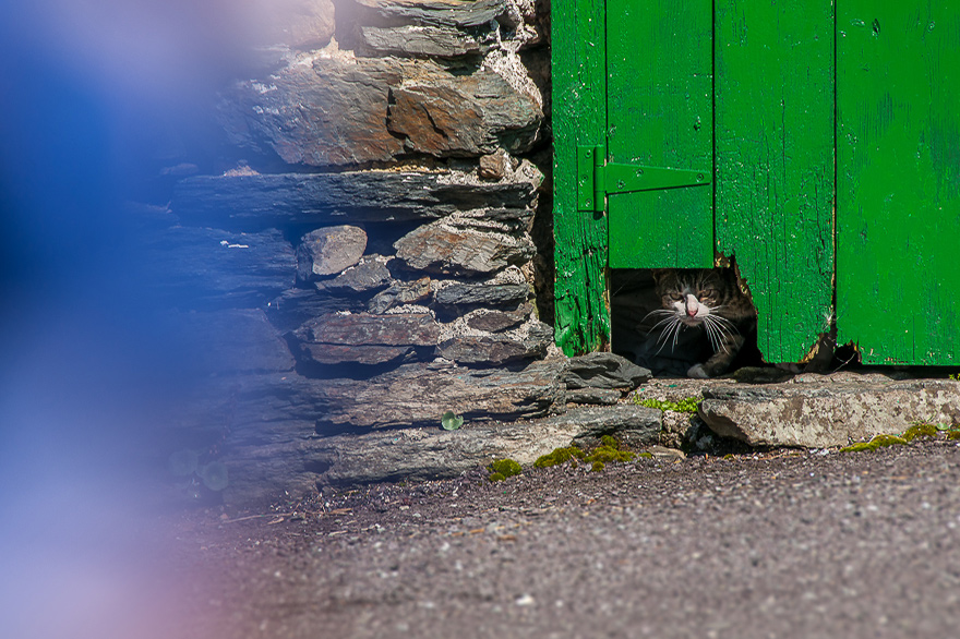Katzen Fotoworkshop auf Irland