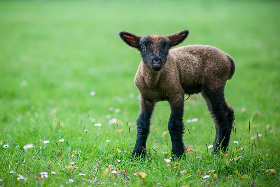 kleines Laemmchen und Schafe in Irland