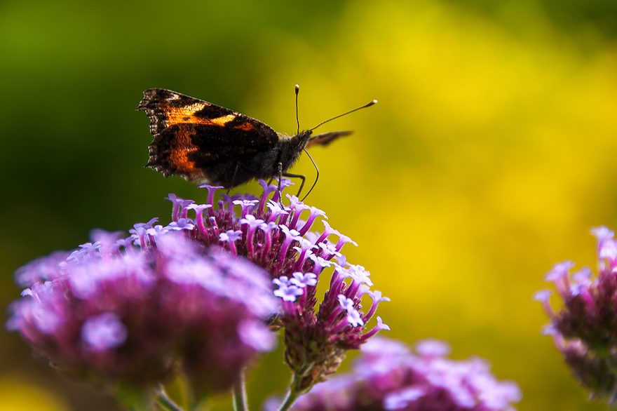 Schmetterlinge fotografieren im Garten von Bantry House