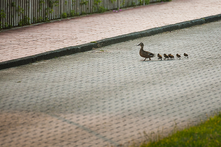 Entenfamilie mit Kueken auf Toewerland