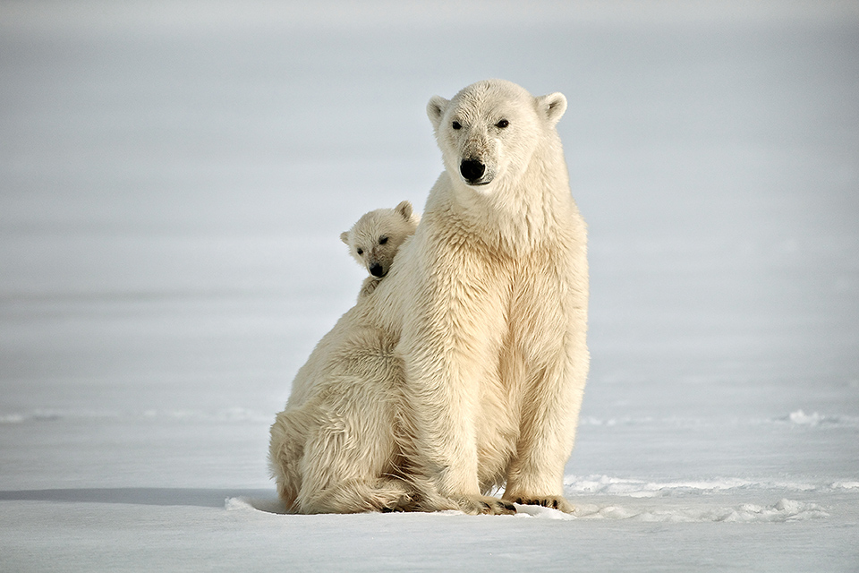 Tierfotografie Kurs mit Hurtigruten in Spitzbergen