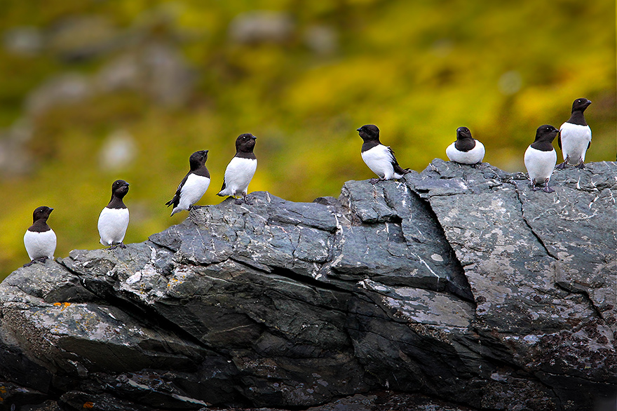 Fotoreise mit Workshops zur Vogelfotografie