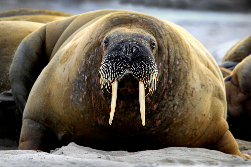 Walross in Spitzbergen